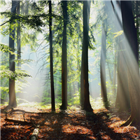 Sunlit Woods Fragrance Oil 937